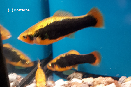 Papageienplaty Hawaii Xiphophorus variatus