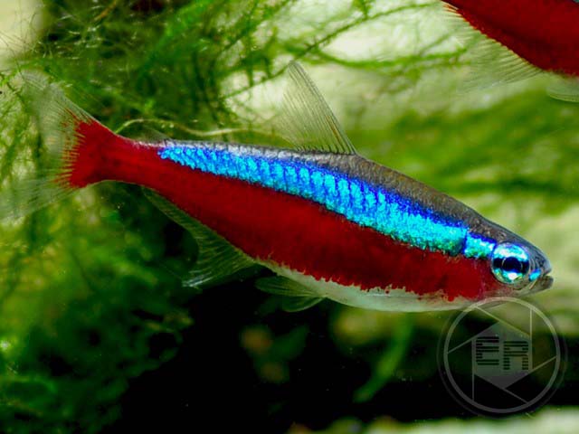 Roter Neon Cheirodon axelrodi Zierfischzucht Kotterba