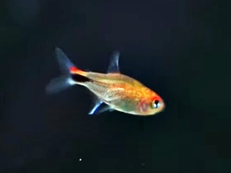 Roter Pfeffersalmler Erdbeersalmler Axelrodia riesei