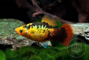 Zierfischzucht Kotterba Platy