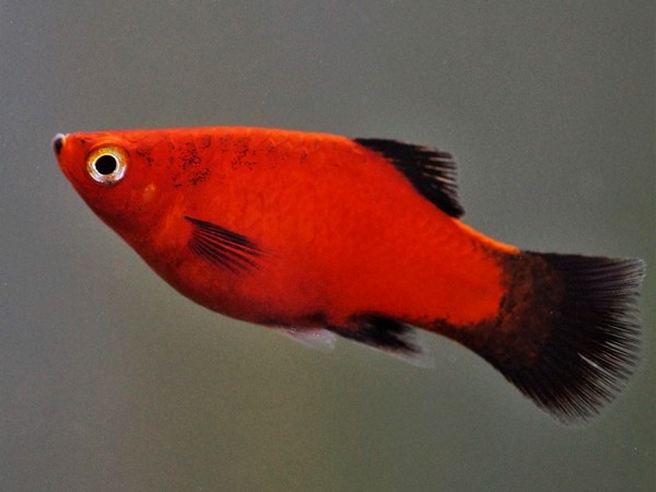 Wagtailplaty Xiphophorus maculatus