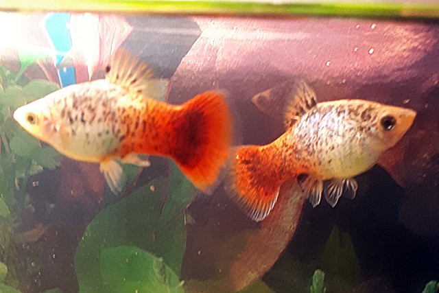 Platy Sunset Calico 1 Paar