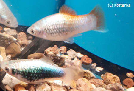 Platy blau tuxedo Xiphophorus maculatus