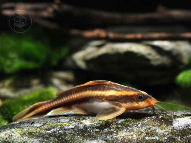 Platydoras costatus
