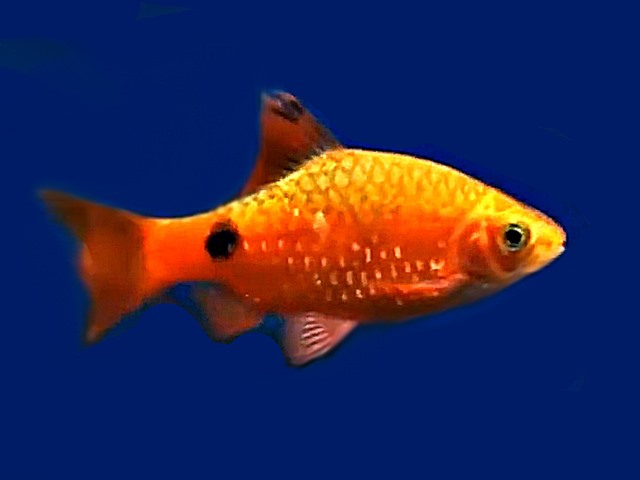 Prachtbarbe Puntius conchonius