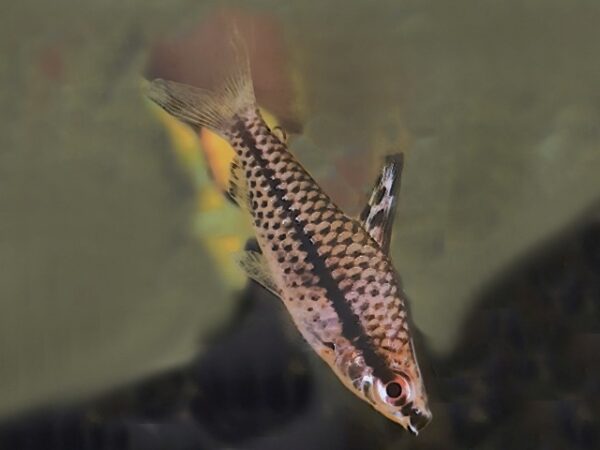 Punktierter Kopfsteher Chilodus punctatus Rarität Punktierter Kopfsteher Chilodus punctatus Rarität