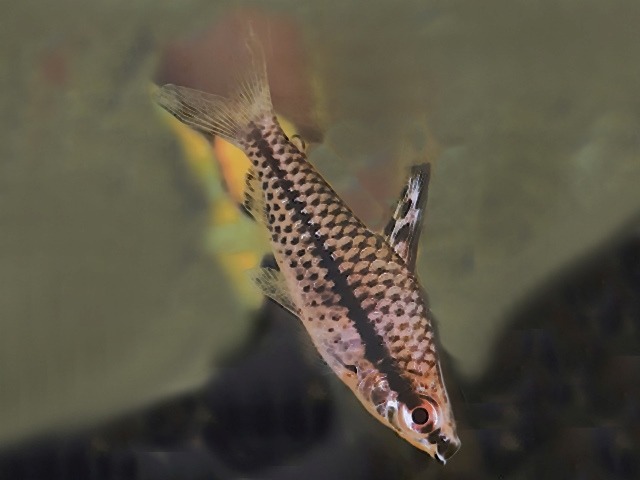 Punktierter Kopfsteher Chilodus punctatus