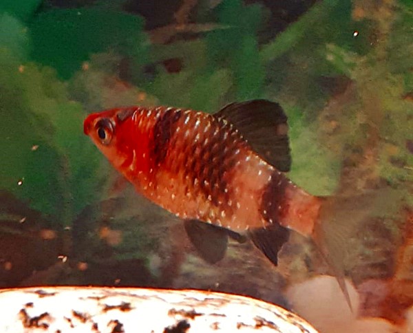 Purpurkopfbarbe Barbus nigrofasciatus