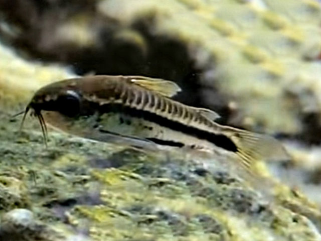 Zwergpanzerwels Corydoras pygmeus