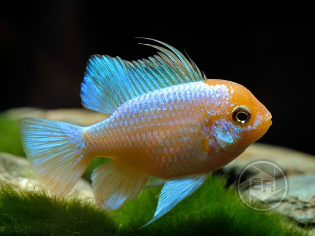 Schmeterlingsbuntbarsch Electric Blue Microgeophagus ramirezi