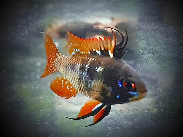 Schmetterlingsbuntbarsch Black Devil Microgeophagus ramirezi