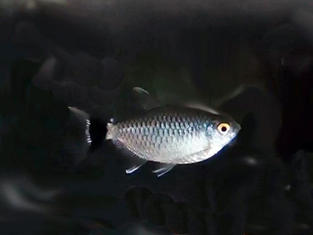 Rotaugenmoenkhausia Moenkhausia sanctaefilomenae