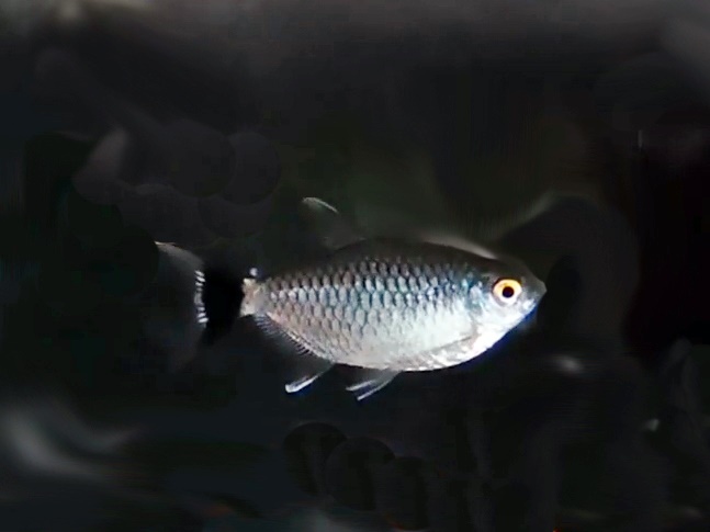 Rotaugenmoenkhausia Moenkhausia sanctaefilomenae
