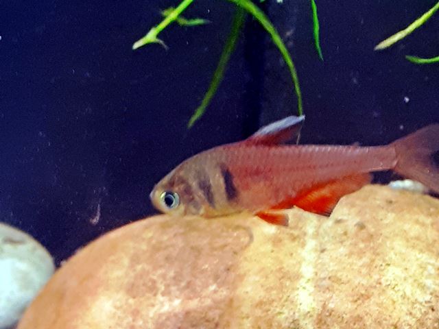 Roter von Rio