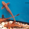 Roter Hexenwels Rineloricaria spec. Rot