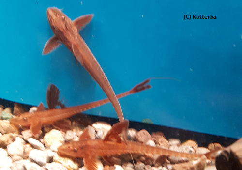 Roter Hexenwels Rineloricaria spec. Rot