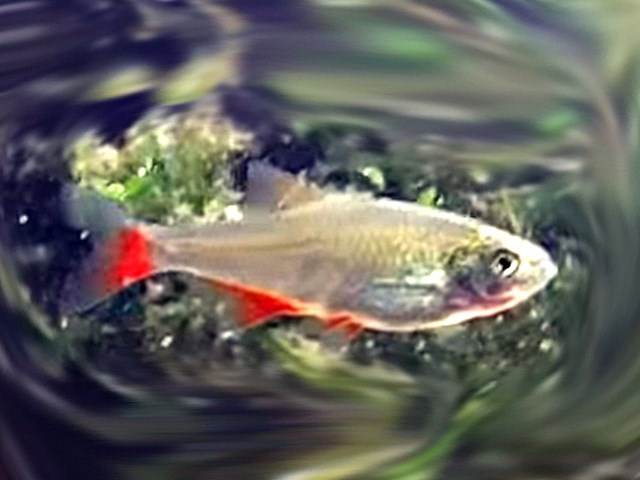 Rotflossensalmler Aphyocharax anisitzi