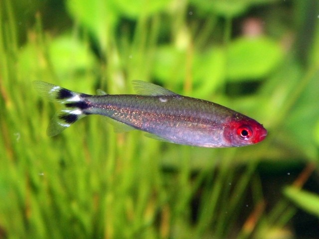 Rotkopfsalmler Hemigrammus rhodostomus