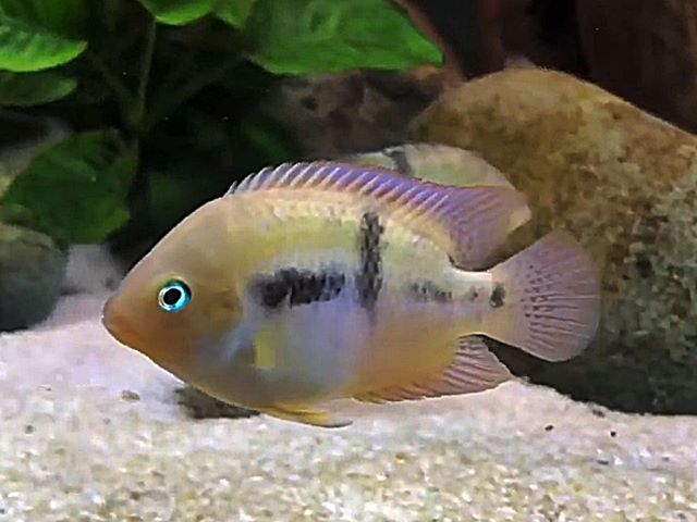 Sajika-Buntbarsch Amatitlania sajica ; Cichlasoma sajica