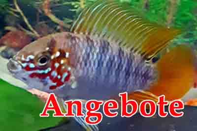 Angebote
