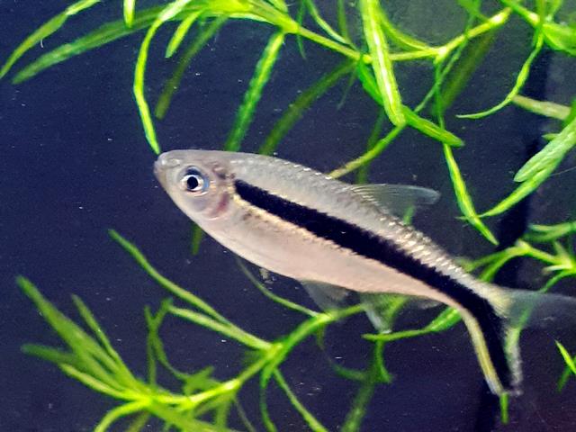 Schrägschwimmer