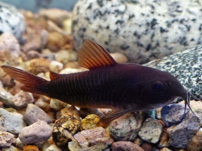 Schwarzer Panzerwels Corydoras aeneus spec.black