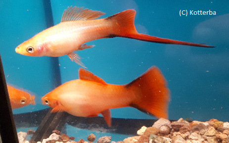 Schwertträger gold comet Xiphophorus helleri