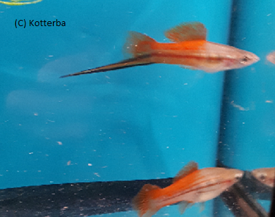 Schwertträger Neongrün Xiphophorus helleri