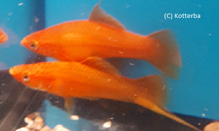 Schwertträger rot Xiphophorus helleri