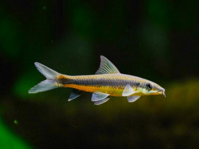 Siamesische Rüsselbarbe Crossocheilus siamensis