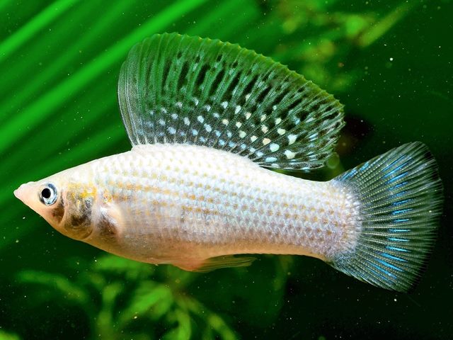 Silbermolly