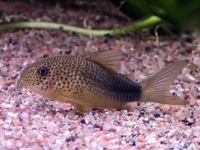 Similis-Panzerwels Corydoras similis