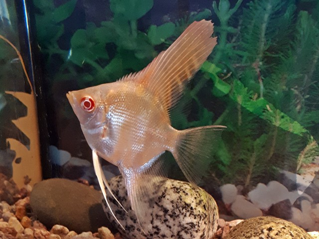 Skalar Gold Albino Pterophyllum scalare