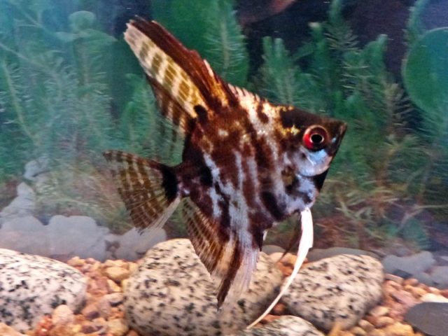 Skalar marmor Pterophyllum scalare