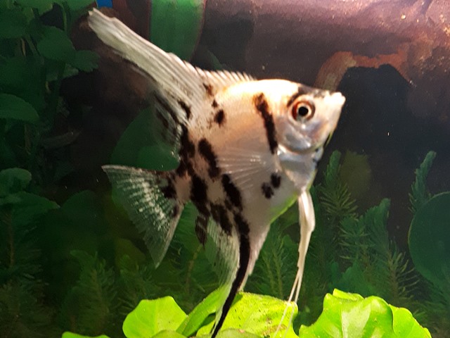 Skalar platinum marmor Pterophyllum scalare