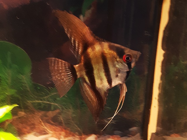 Skalar rauch Pterophyllum scalare