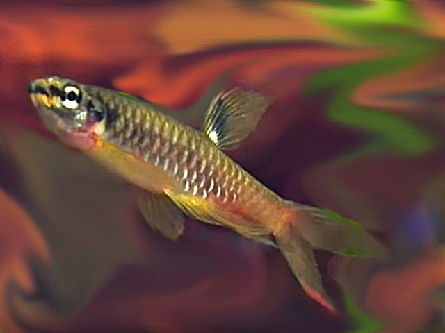 Spritzsalmler Copella arnoldi