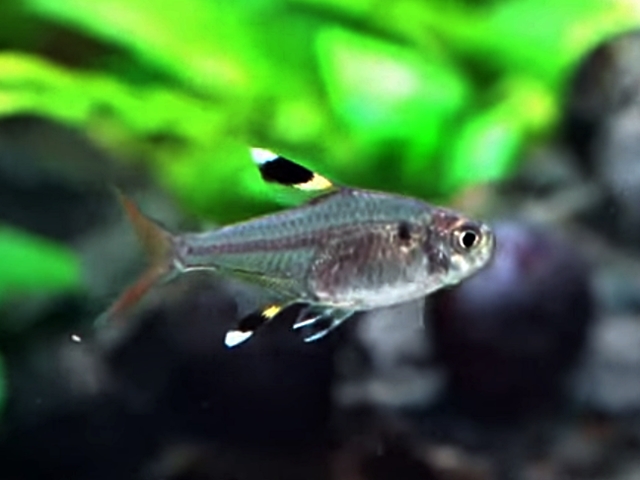Sternflecksalmler, Wasserstieglitz Pristella maxillaris