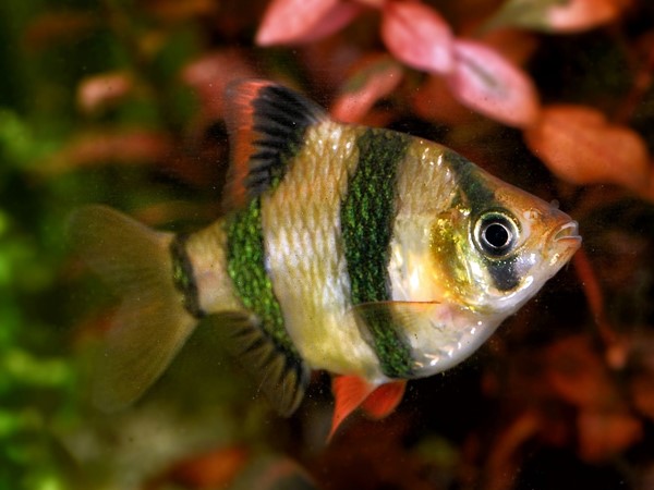 Sumatrabarbe Barbus tetrazona