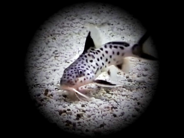 Tanganjika- Zwergfiederbartwels Synodontis petricola