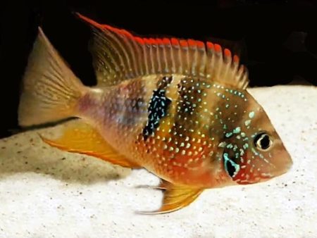 Thorichthys maculipinnis Elliots Buntbarsch