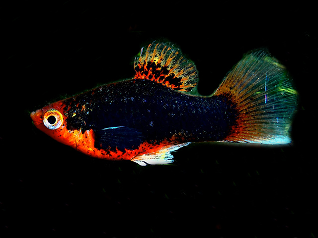 Roter Tuxedoplaty