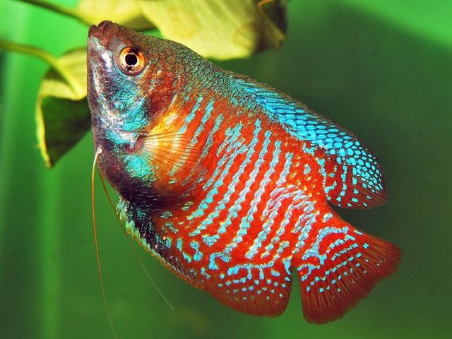 Zwergfadenfisch